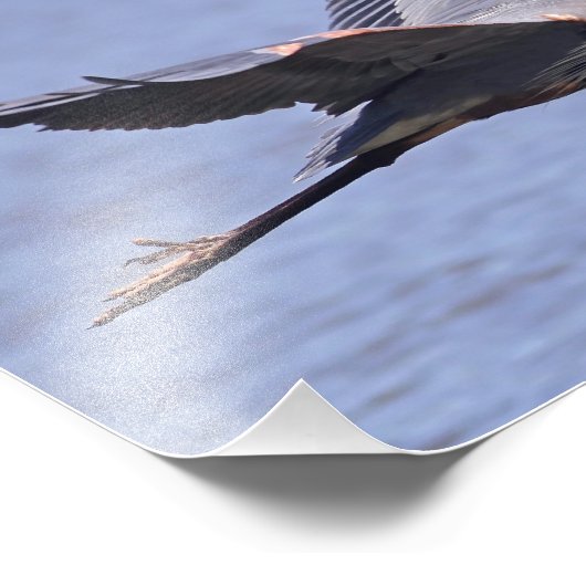 Great Blue Heron Foto Afdruk (Hoek)