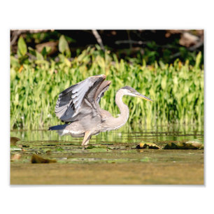 Great Blue Heron Foto Afdruk