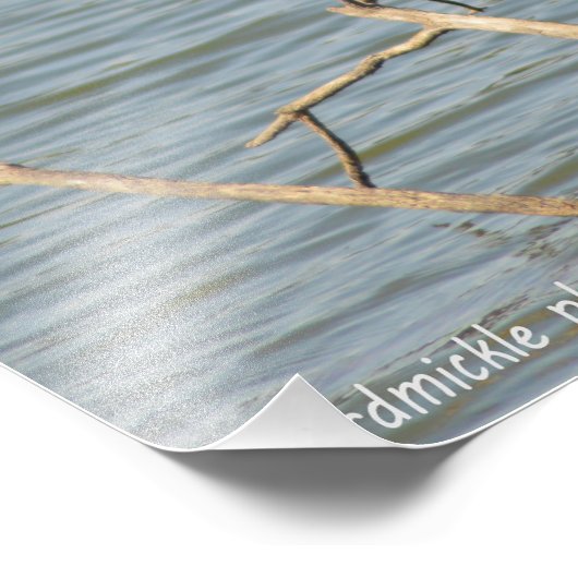 Great Blue Heron Foto Afdruk (Hoek)