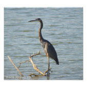 Great Blue Heron Foto Afdruk (Voorkant)