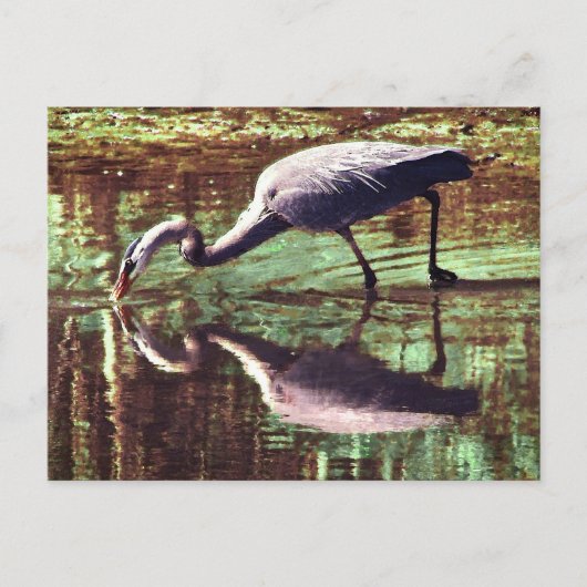 Great Blue Heron Gevist Briefkaart (Voorkant)