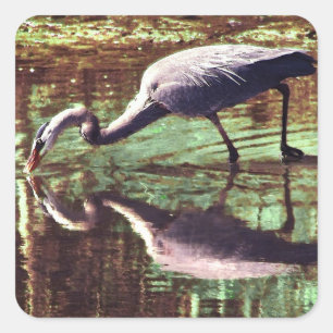 Great Blue Heron Gevist Vierkante Sticker