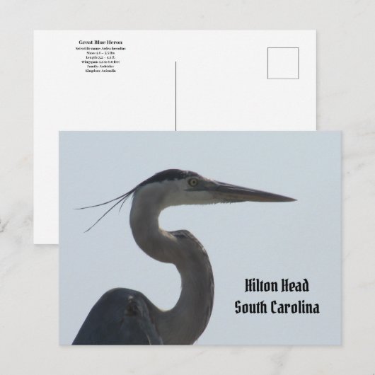 Great Blue Heron Hilton Head SC Briefkaart (Voorkant / Achterkant)