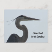 Great Blue Heron Hilton Head SC Briefkaart (Voorkant)
