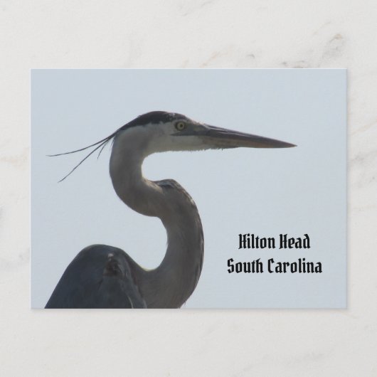 Great Blue Heron Hilton Head SC Briefkaart (Voorkant)