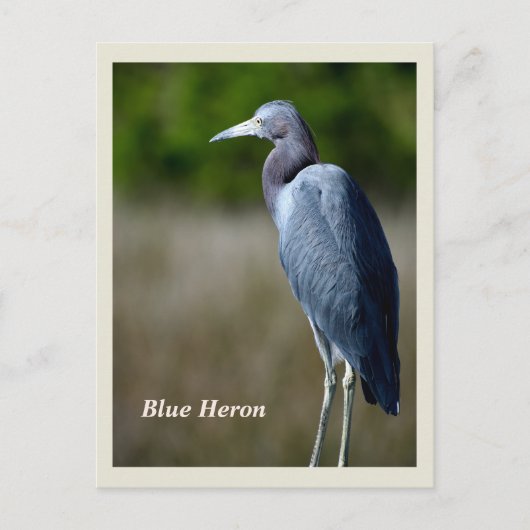 Great Blue Heron Holiday Briefkaart (Voorkant)