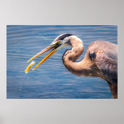 Great Blue Heron Hunting Prey Wildlife Art Print (Voorkant)