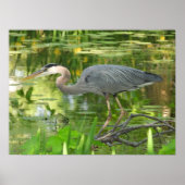Great Blue Heron in een vijver - Poster (Voorkant)