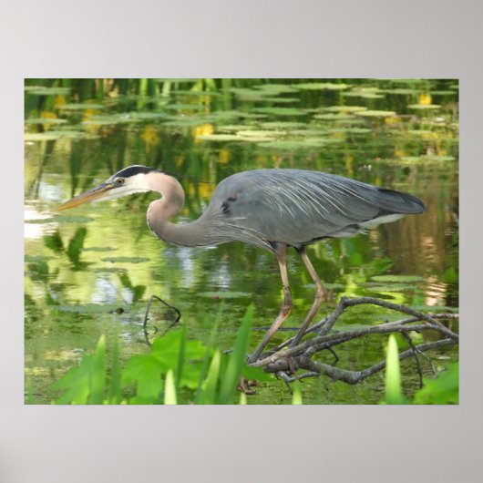 Great Blue Heron in een vijver - Poster (Voorkant)