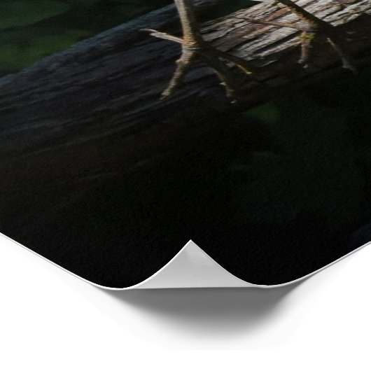 Great Blue Heron in Flight Poster (Hoek)