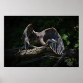 Great Blue Heron in Flight Poster (Voorkant)