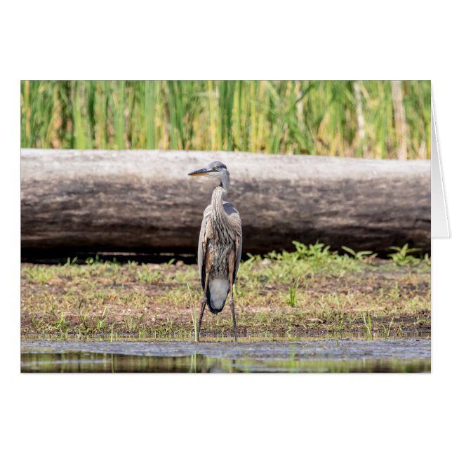 Great Blue Heron in Lake ChamPlain (Voorkant Horizontaal)
