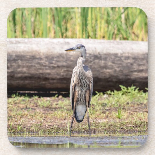 Great Blue Heron in Lake ChamPlain Bier Onderzetter (Voorkant)
