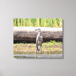 Great Blue Heron in Lake ChamPlain Canvas Afdruk