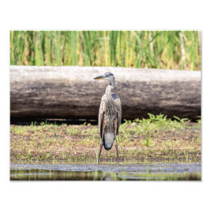 Great Blue Heron in Lake ChamPlain Foto Afdruk