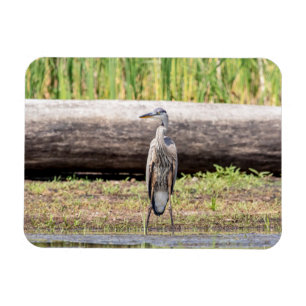 Great Blue Heron in Lake ChamPlain Magneet