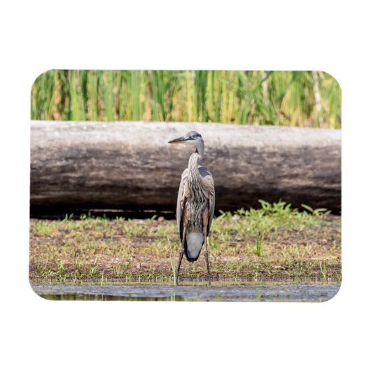 Great Blue Heron in Lake ChamPlain Magneet (Horizontaal)