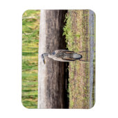 Great Blue Heron in Lake ChamPlain Magneet (Verticaal)
