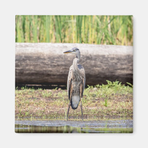 Great Blue Heron in Lake ChamPlain Magneet