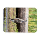 Great Blue Heron in Lake ChamPlain Magneet (Horizontaal)