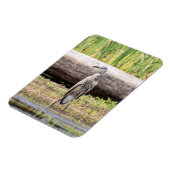 Great Blue Heron in Lake ChamPlain Magneet (Linkerzijde)