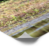 Great Blue Heron in Lake ChamPlain Poster (Hoek)