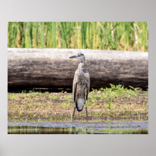 Great Blue Heron in Lake ChamPlain Poster