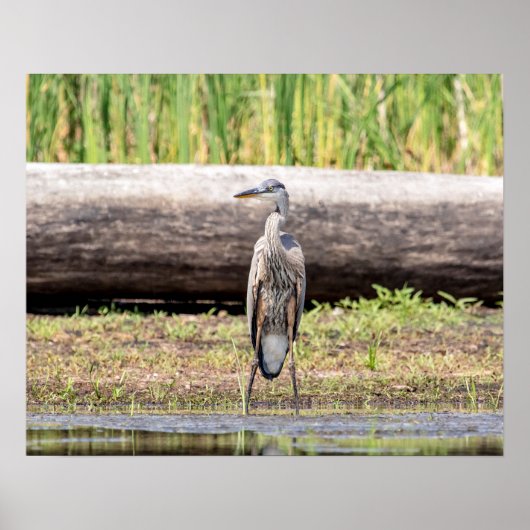 Great Blue Heron in Lake ChamPlain Poster (Voorkant)