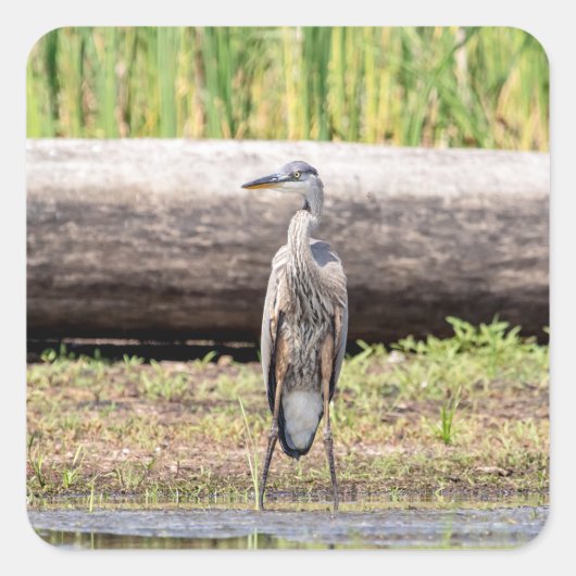 Great Blue Heron in Lake ChamPlain Vierkante Sticker (Voorkant)
