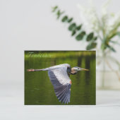 Great Blue Heron in vlucht briefkaart (Staand voorkant)