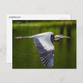 Great Blue Heron in vlucht briefkaart (Voorkant / Achterkant)