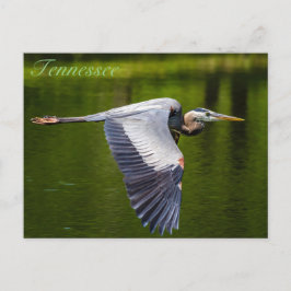 Great Blue Heron in vlucht briefkaart