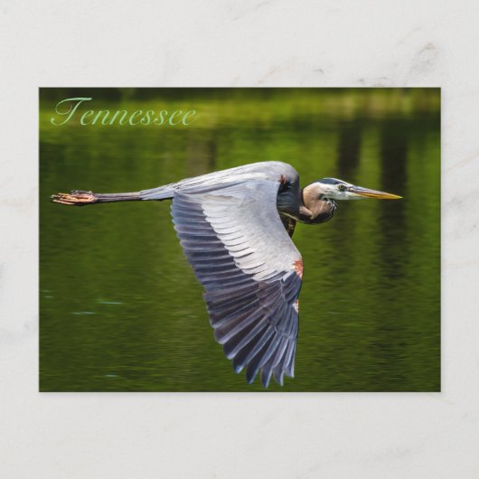 Great Blue Heron in vlucht briefkaart (Voorkant)