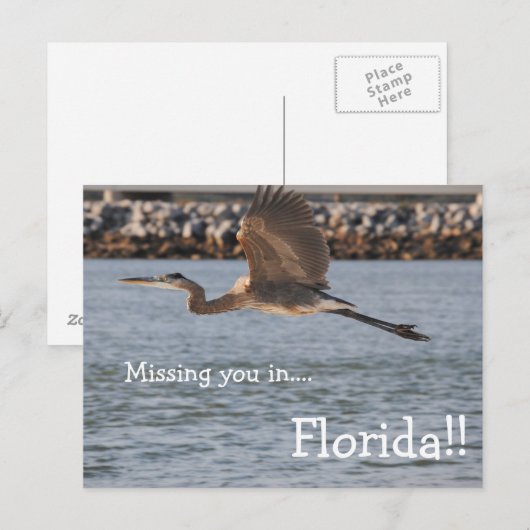 Great Blue Heron in vlucht Briefkaart (Voorkant / Achterkant)