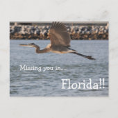 Great Blue Heron in vlucht Briefkaart (Voorkant)