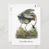 Great Blue Heron, John Audubon Briefkaart (Voorkant / Achterkant)