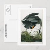 Great Blue Heron, John James Audubon Briefkaart (Voorkant / Achterkant)