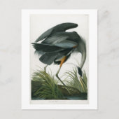 Great Blue Heron, John James Audubon Briefkaart (Voorkant)