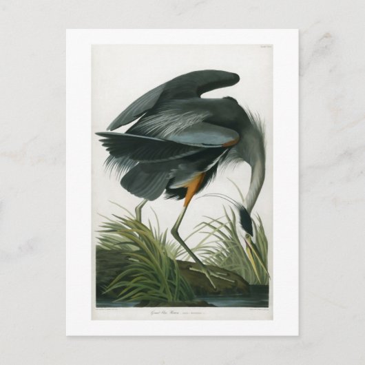 Great Blue Heron, John James Audubon Briefkaart (Voorkant)