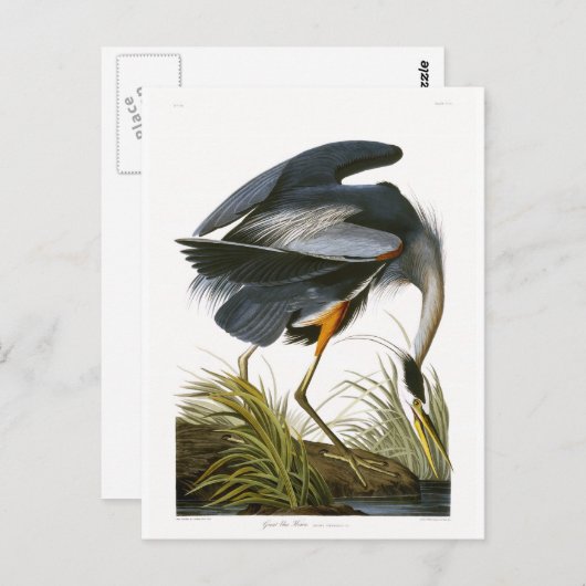 Great Blue Heron, John James Audubon Fine Art Briefkaart (Voorkant / Achterkant)