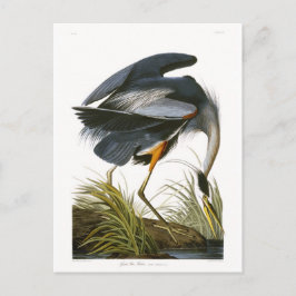 Great Blue Heron, John James Audubon Fine Art Briefkaart