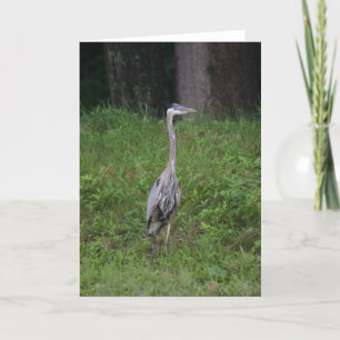 Great Blue Heron Kaart