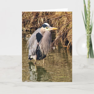 Great Blue Heron Kaart
