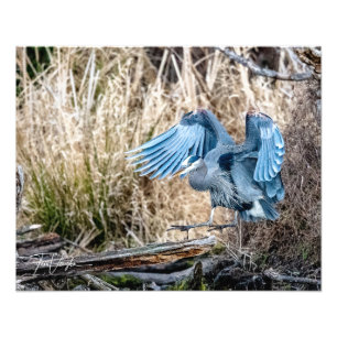 Great Blue Heron Landing - Foto Foto Afdruk