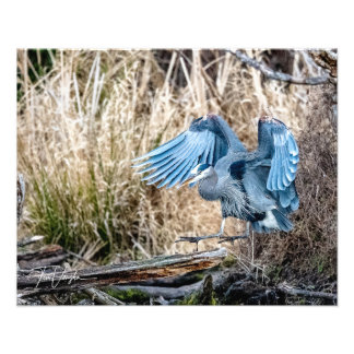 Great Blue Heron Landing - Foto Foto Afdruk