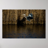 Great Blue Heron Landing Poster (Voorkant)