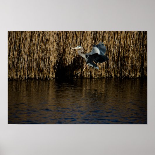Great Blue Heron Landing Poster (Voorkant)