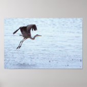 Great Blue Heron Landing Poster (Voorkant)