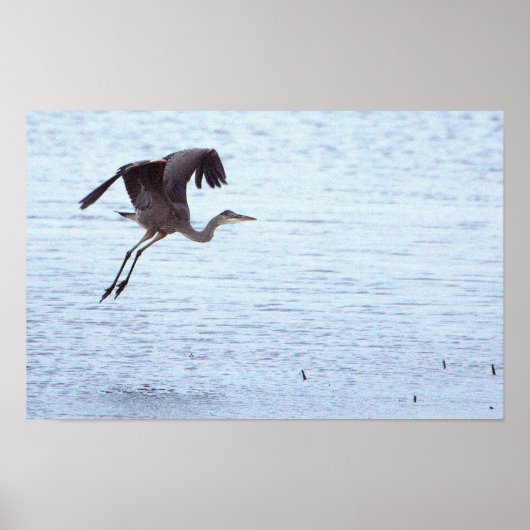 Great Blue Heron Landing Poster (Voorkant)