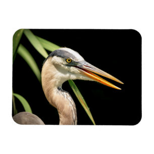 Great Blue Heron Magneet